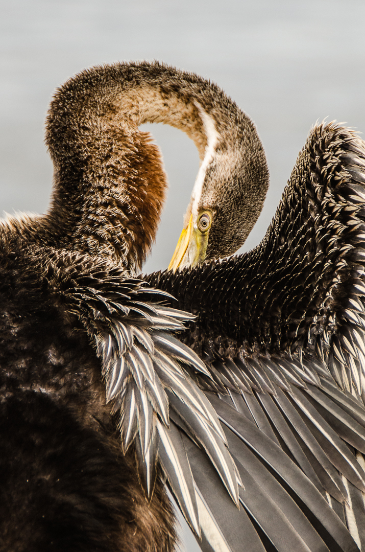 The Preening