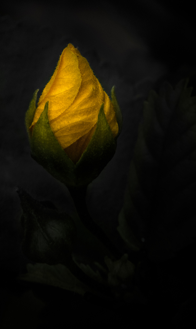 Yellow Bud