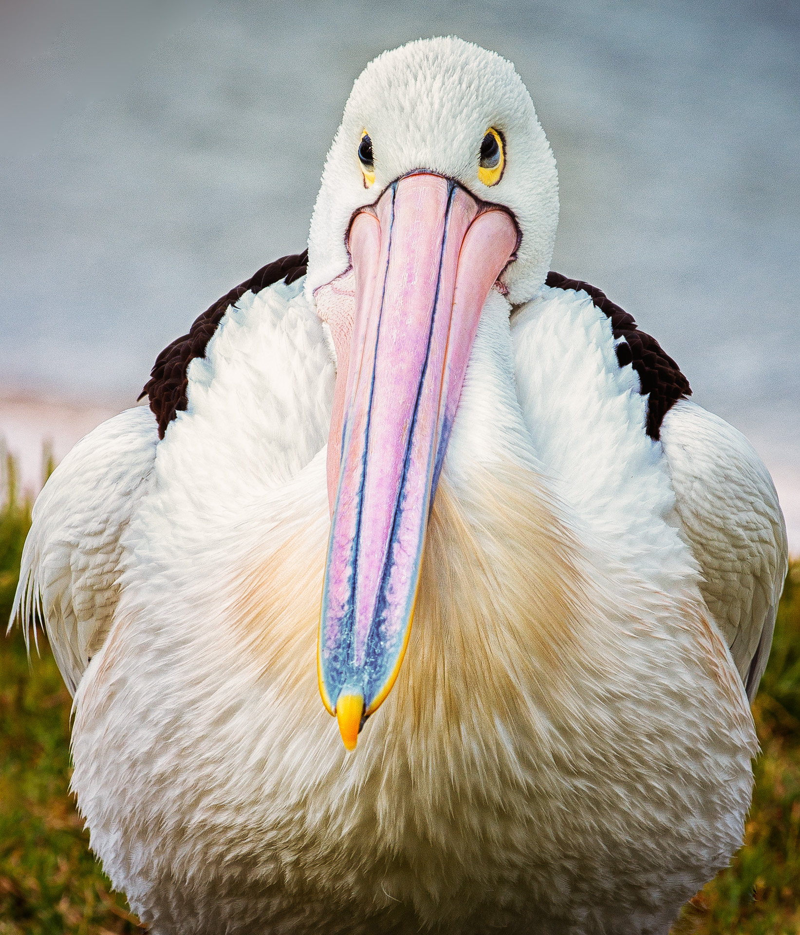 Pelican Chick