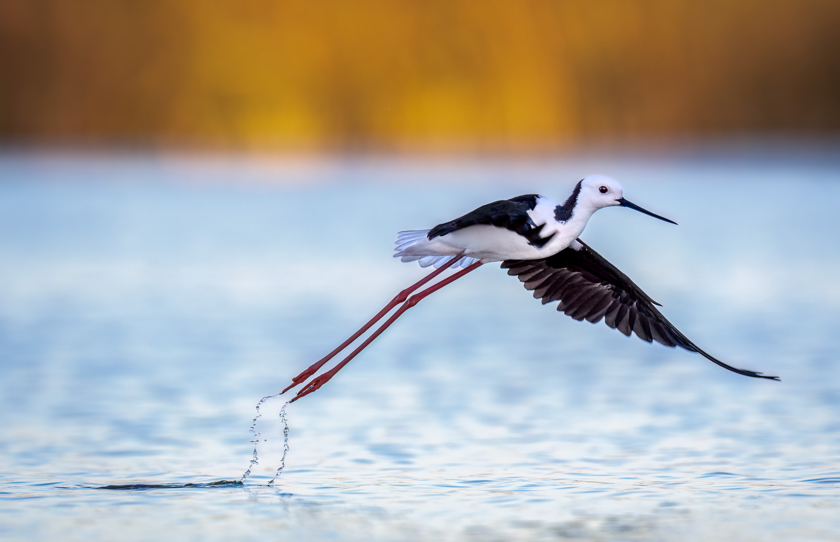 A Dainty Takeoff