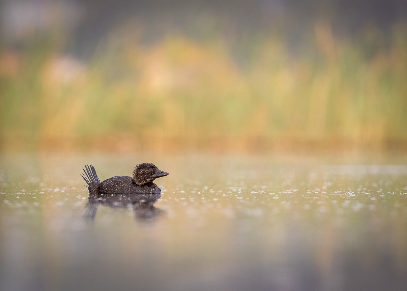 A Quiet Dawn