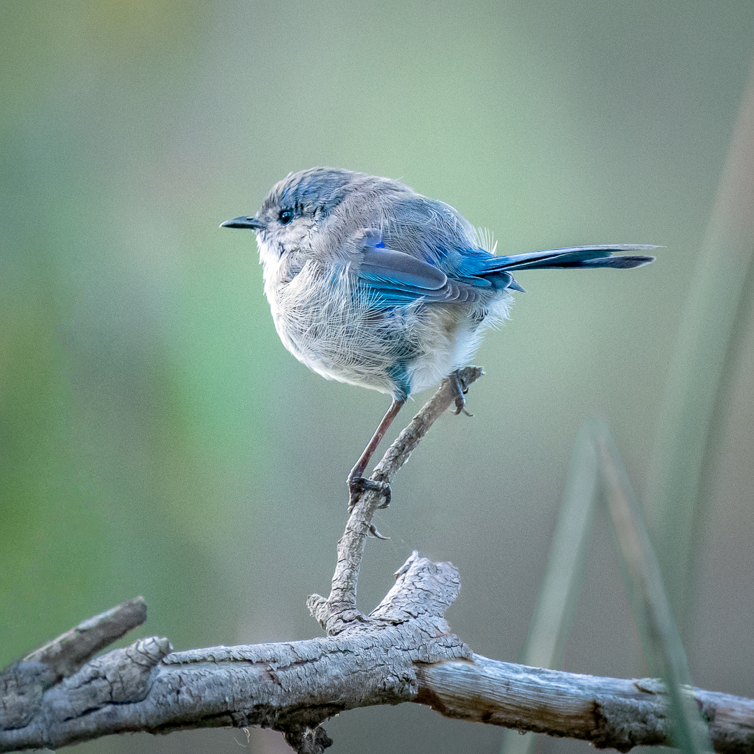 Fairy Wren Dream