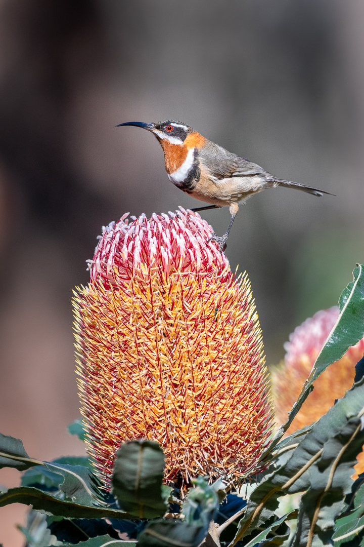 Western Spinebill