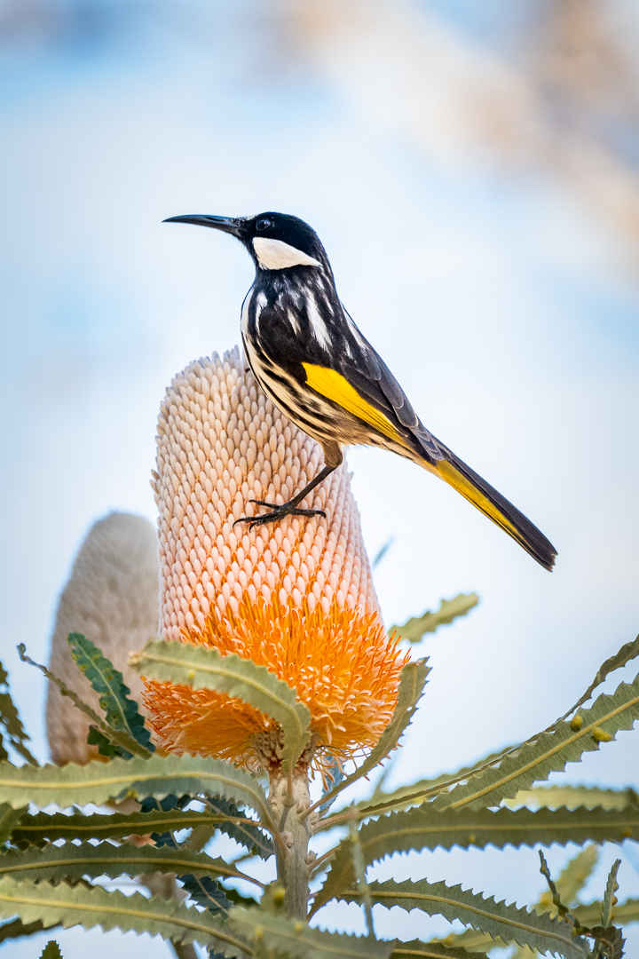 White-Cheeked Honeyeater