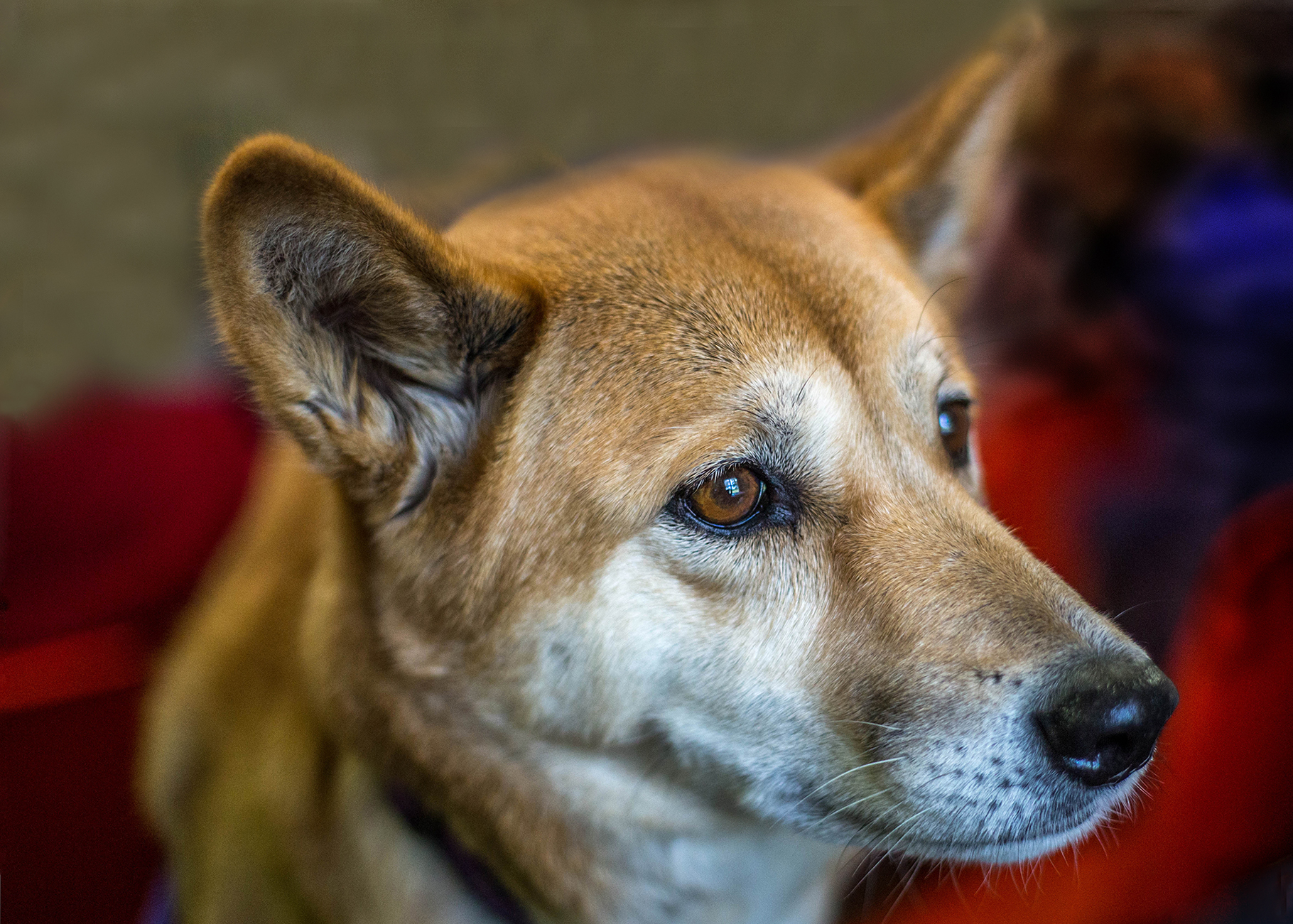 A Dingo Called Nugget