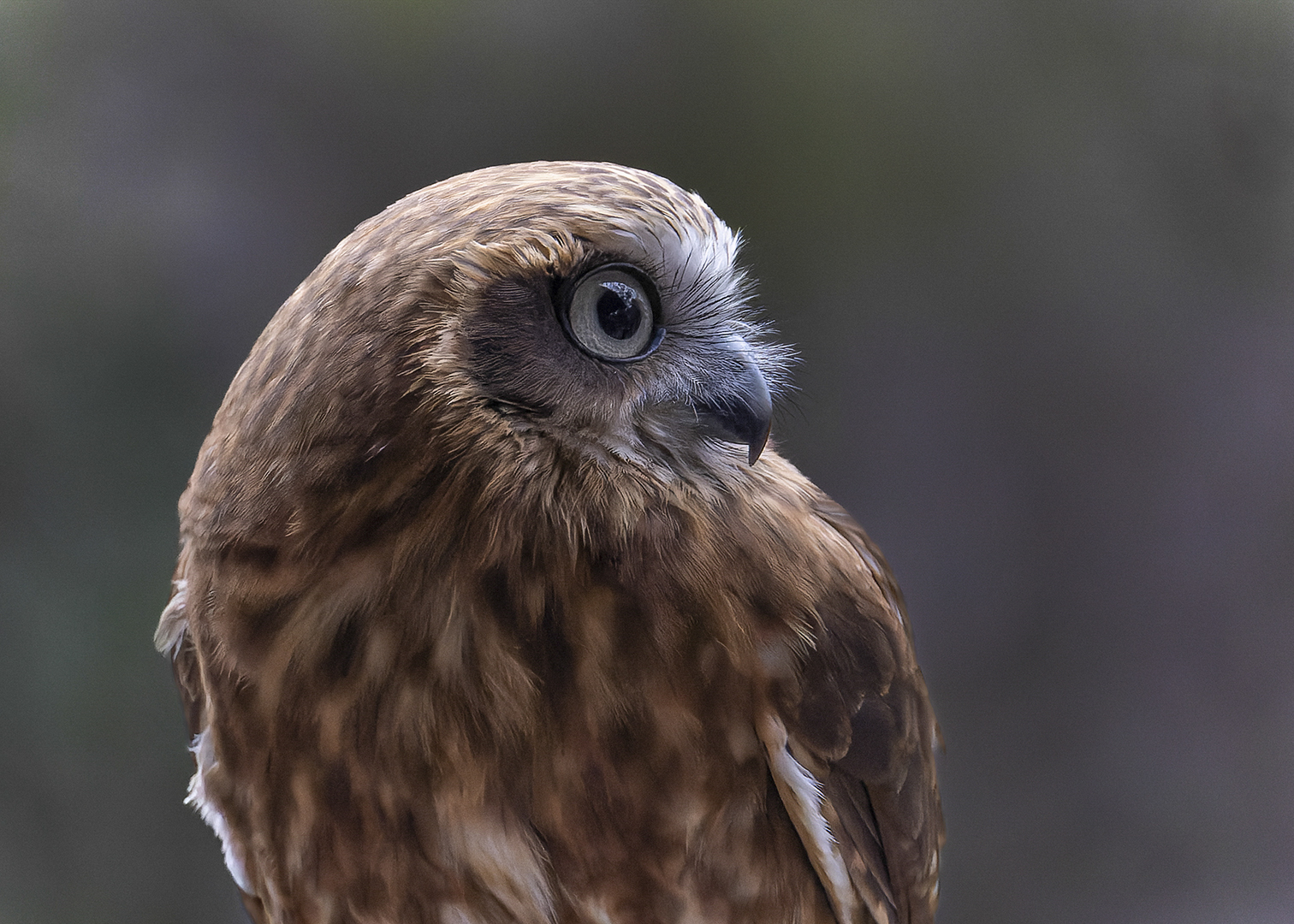 Southern Boobook Owl