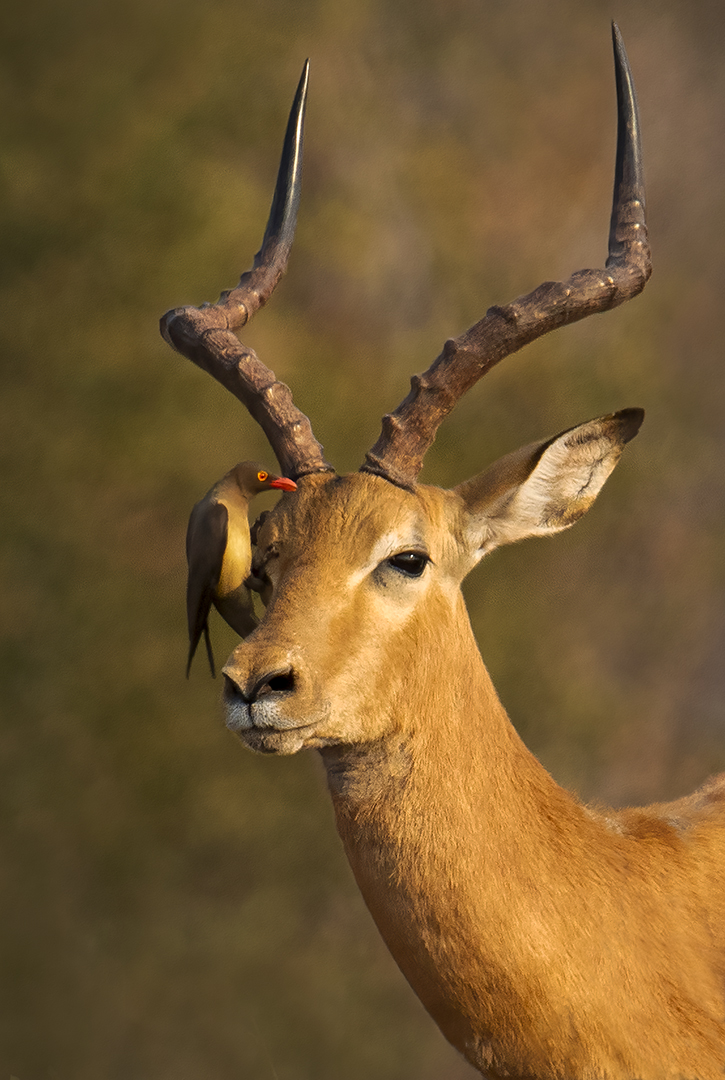Impala