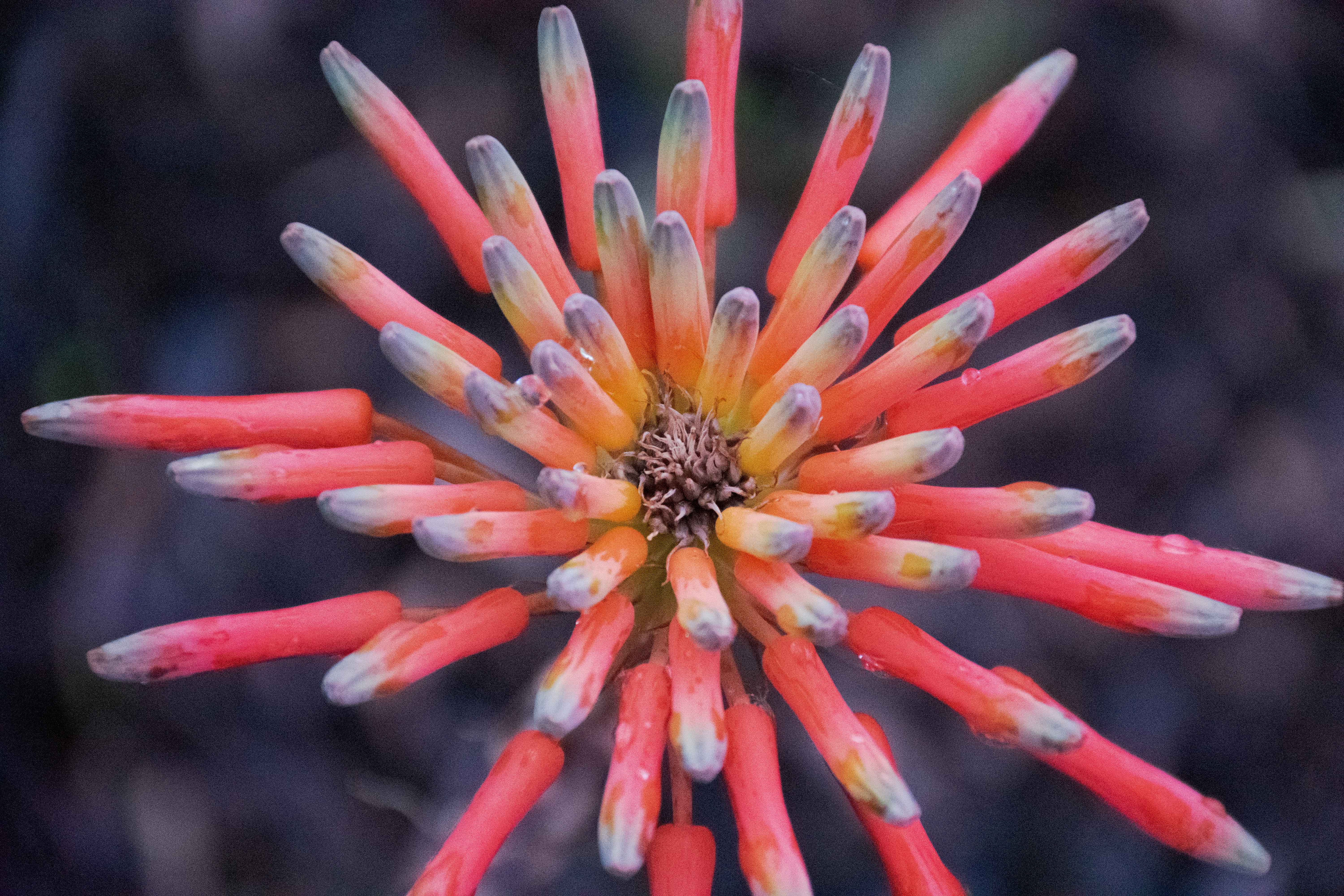 Aloe