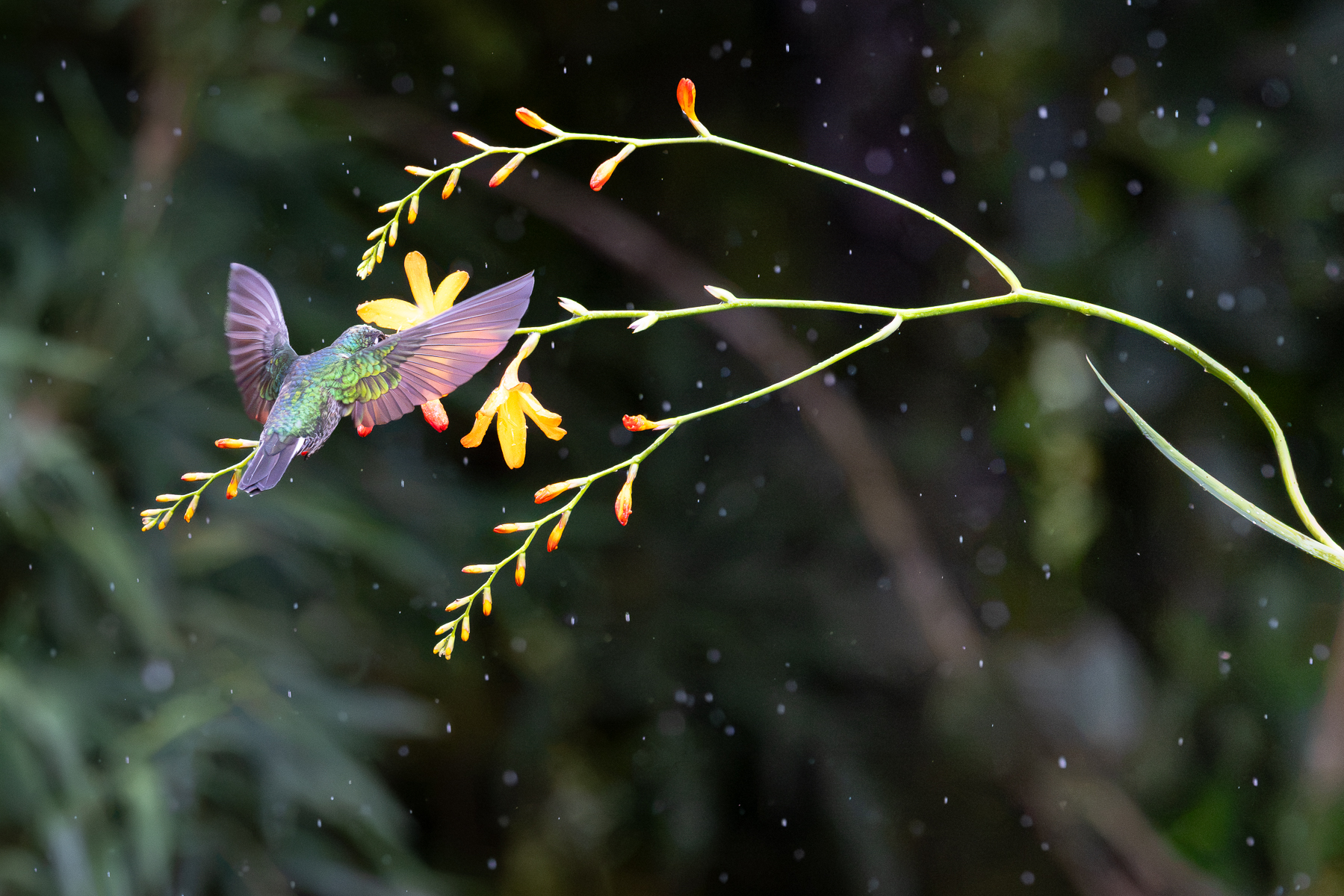 Rain-shower with Feeding Hummingbird