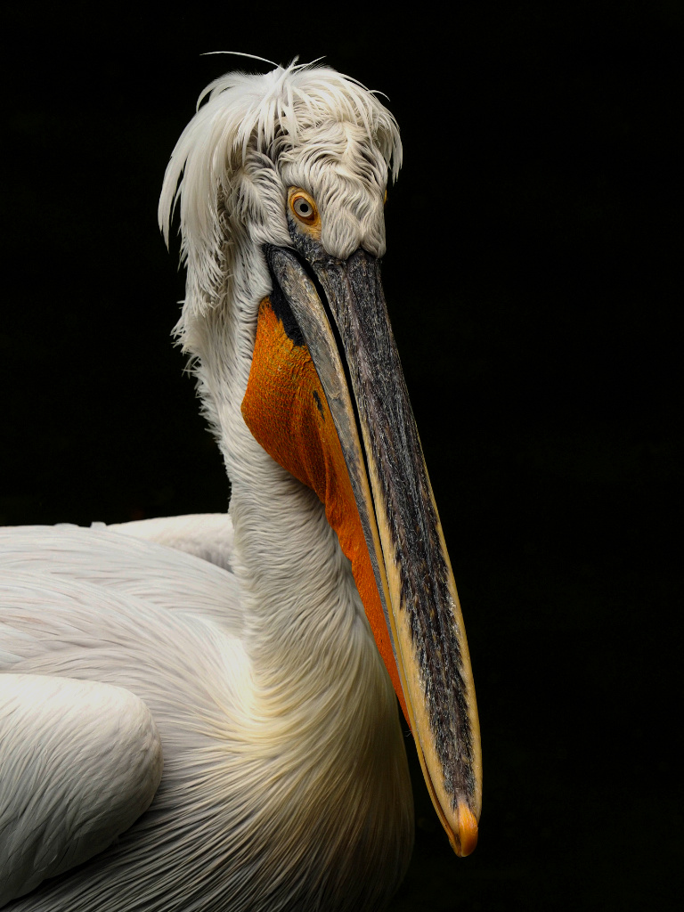 Dalmation Pelican