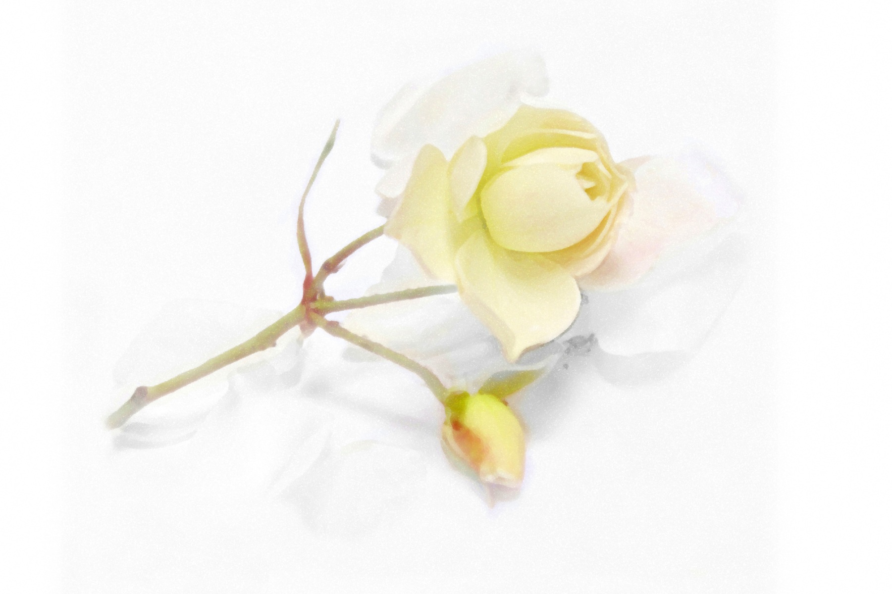 Pale Rose