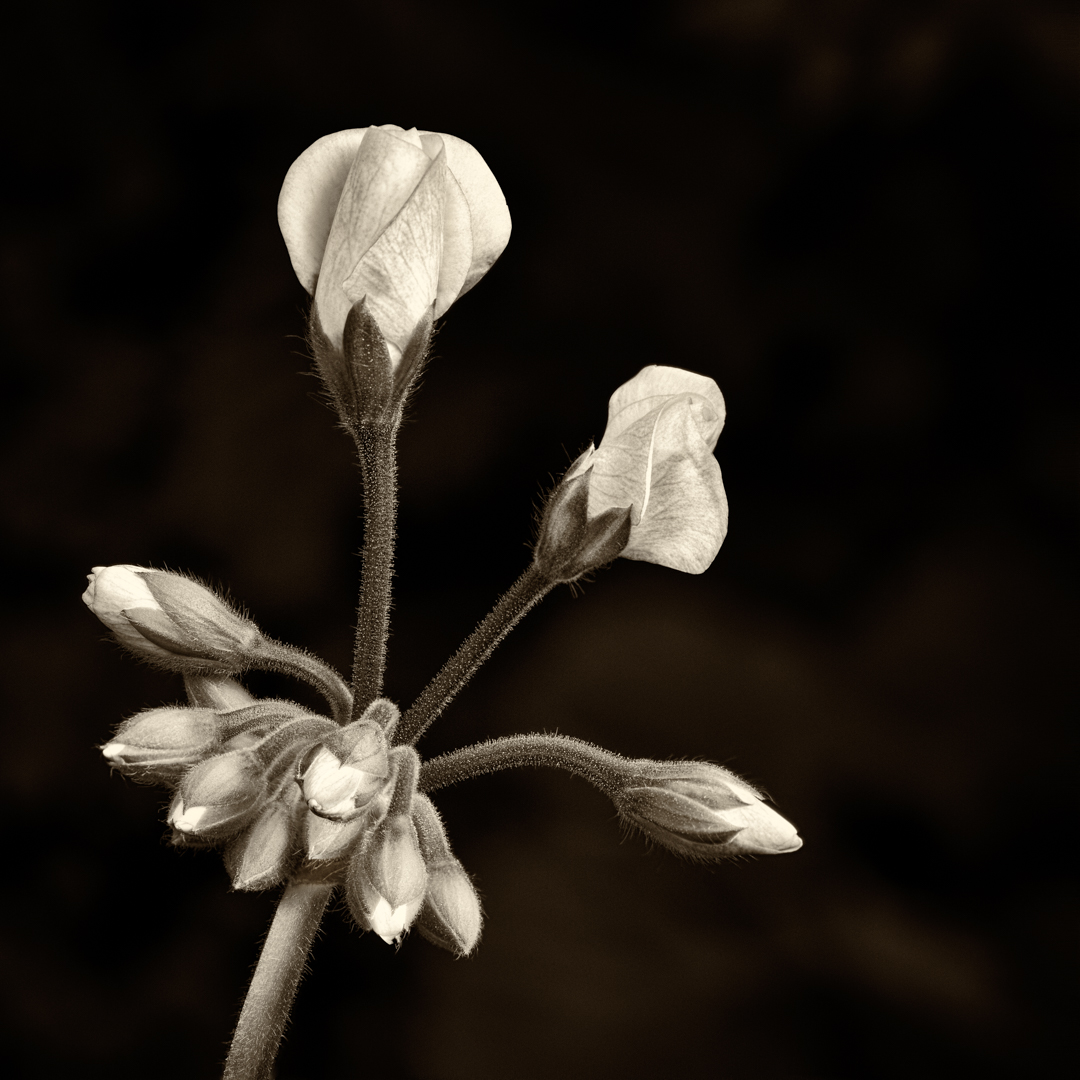 Geranium Buds