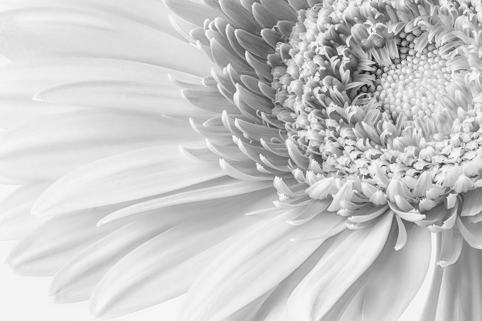 Gerbera