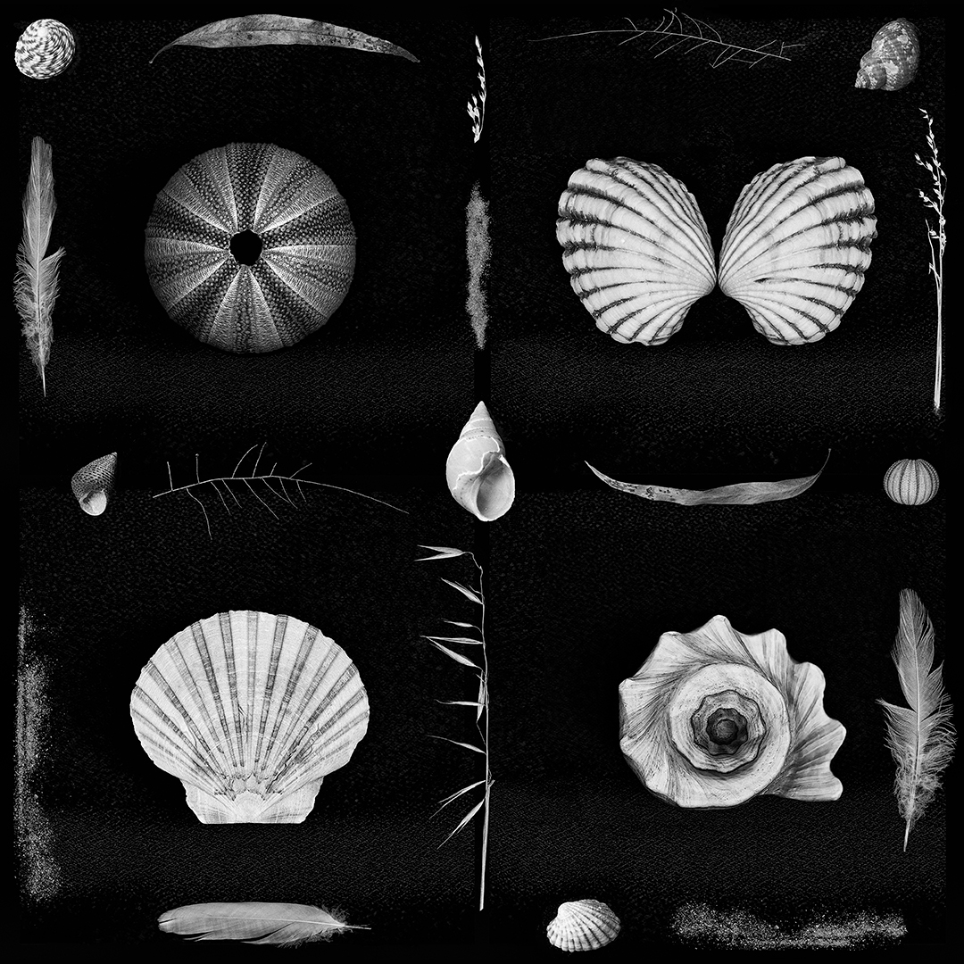 Seashells