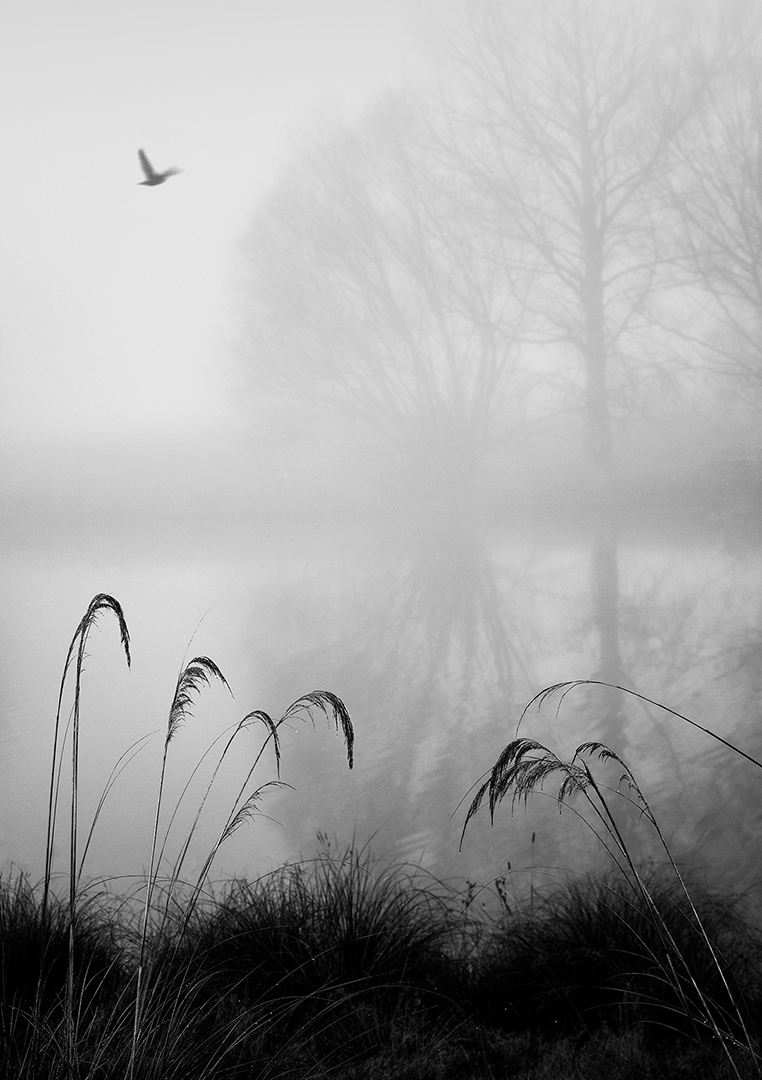 Misty Pond