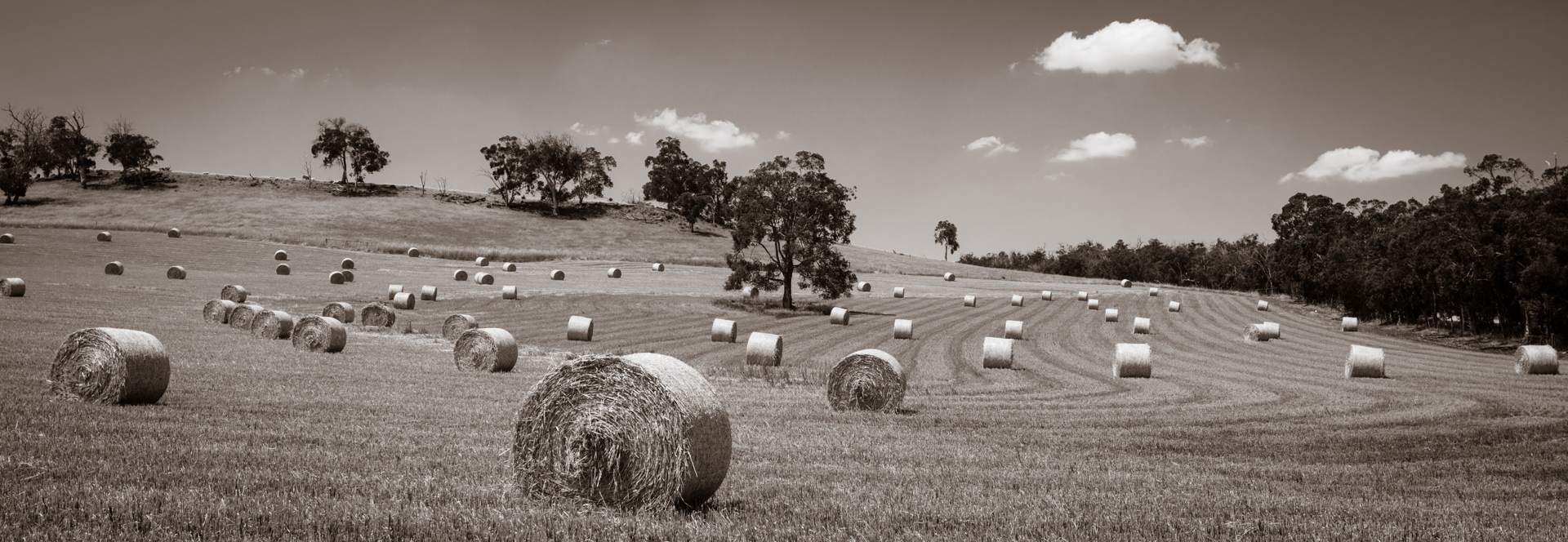 Harvest Time