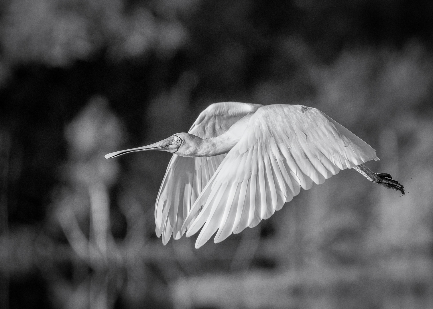 Flight of the Spoonbill