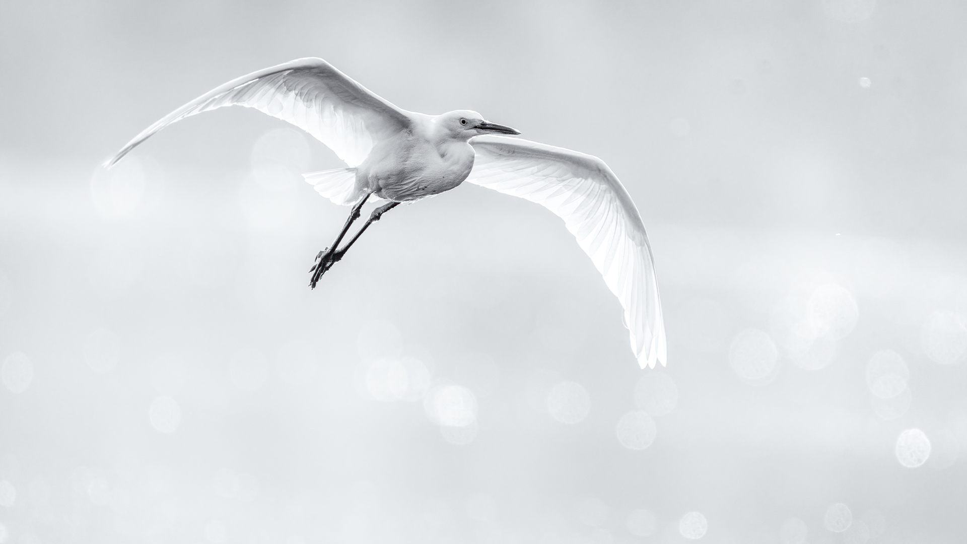 Egret