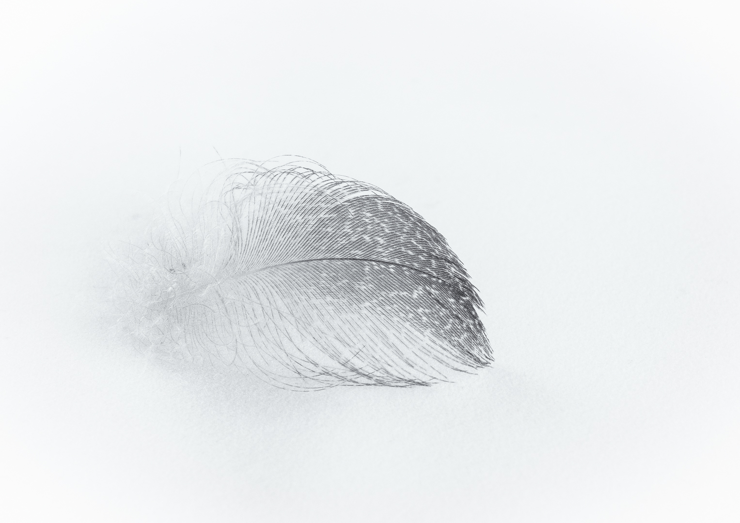 Feather