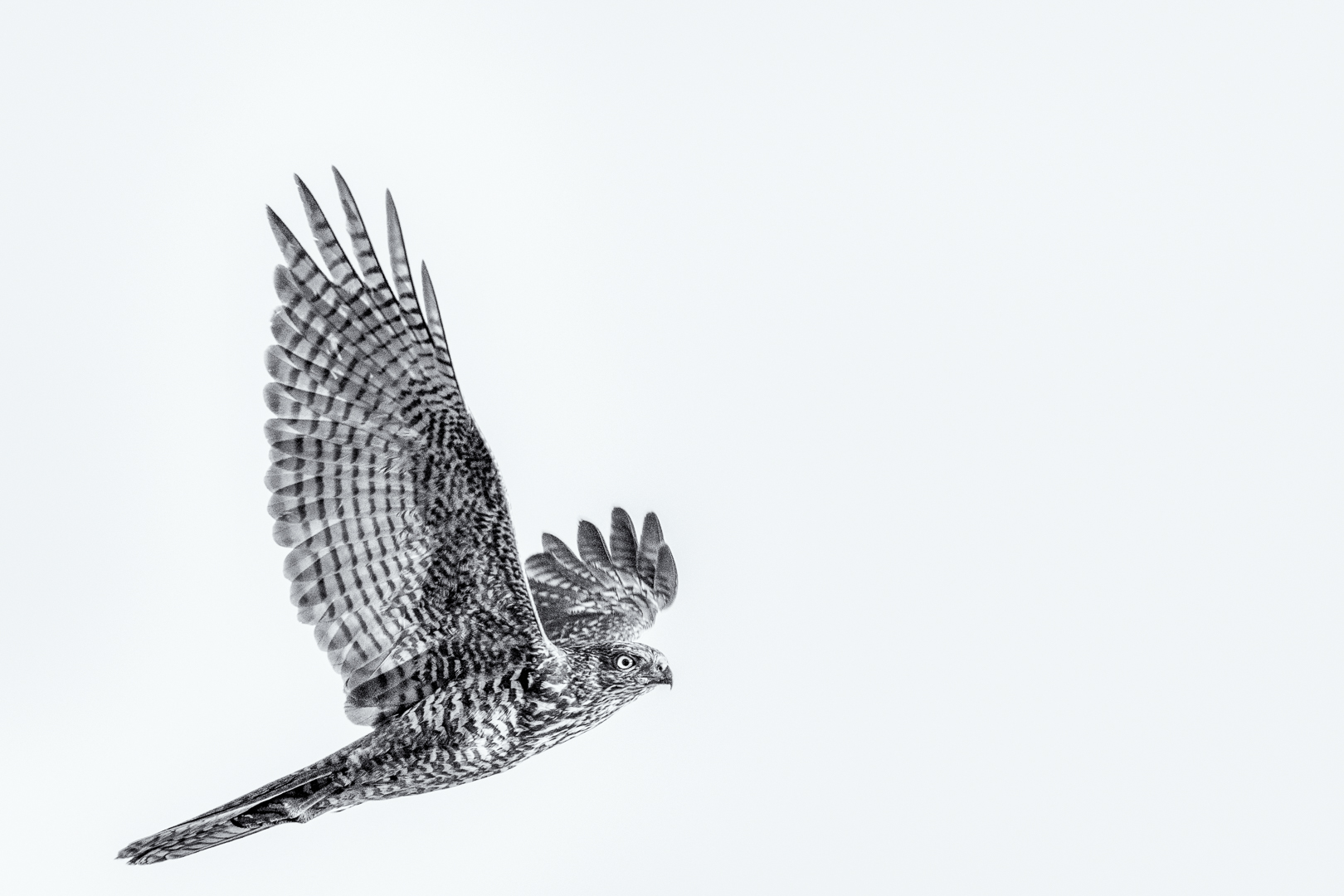 Swamp Harrier