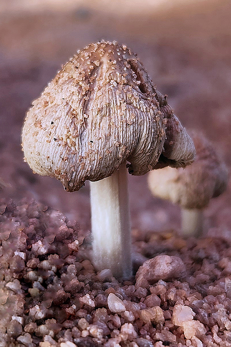 Mushroom Sprouting