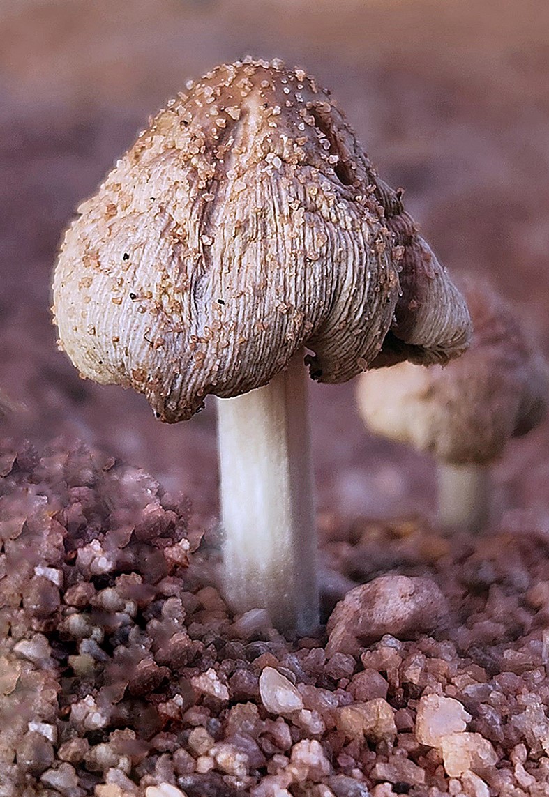 Mushroom Sprouting