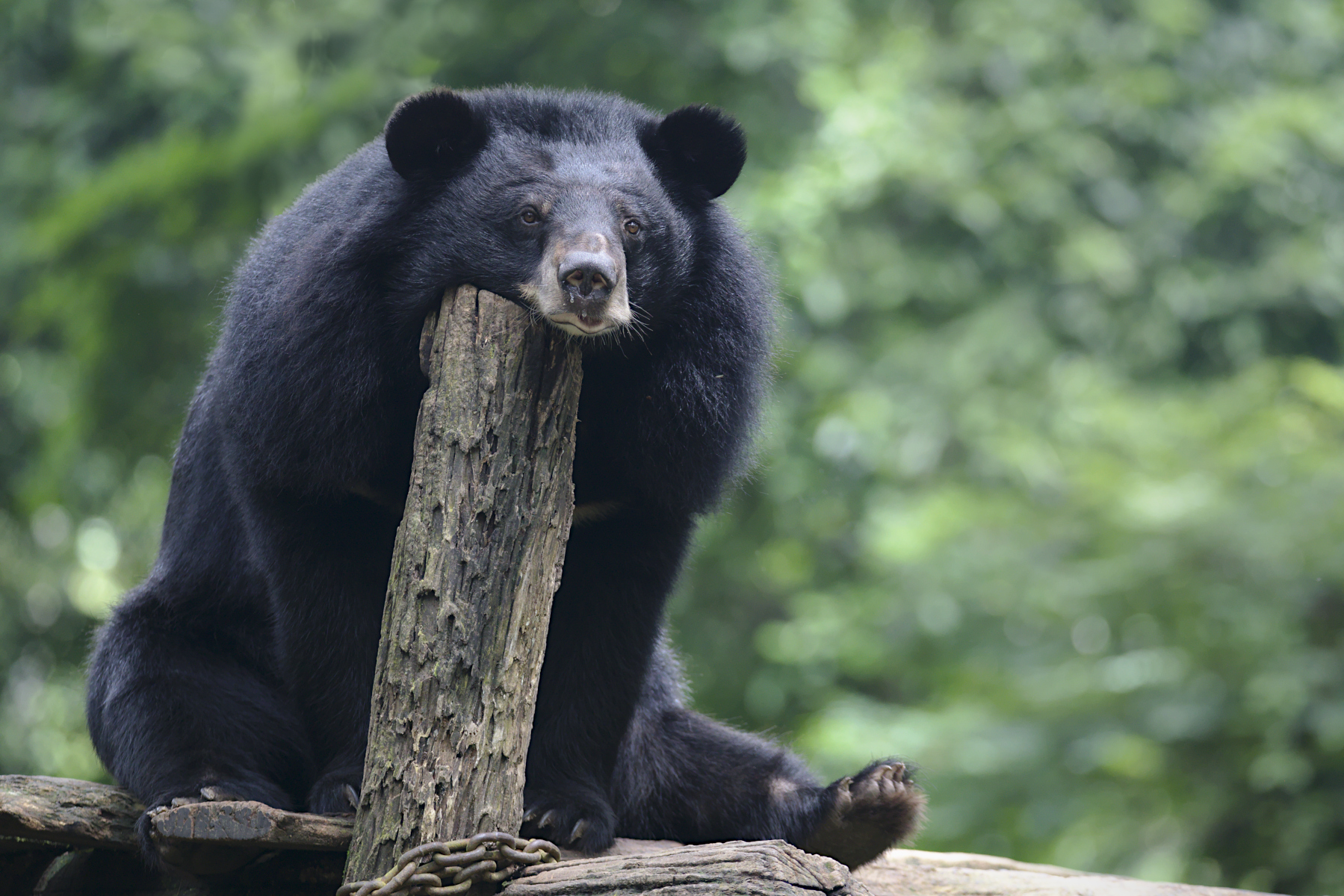 Big Black Bored Bear