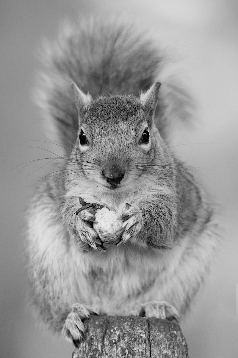 Grey Squirrel
