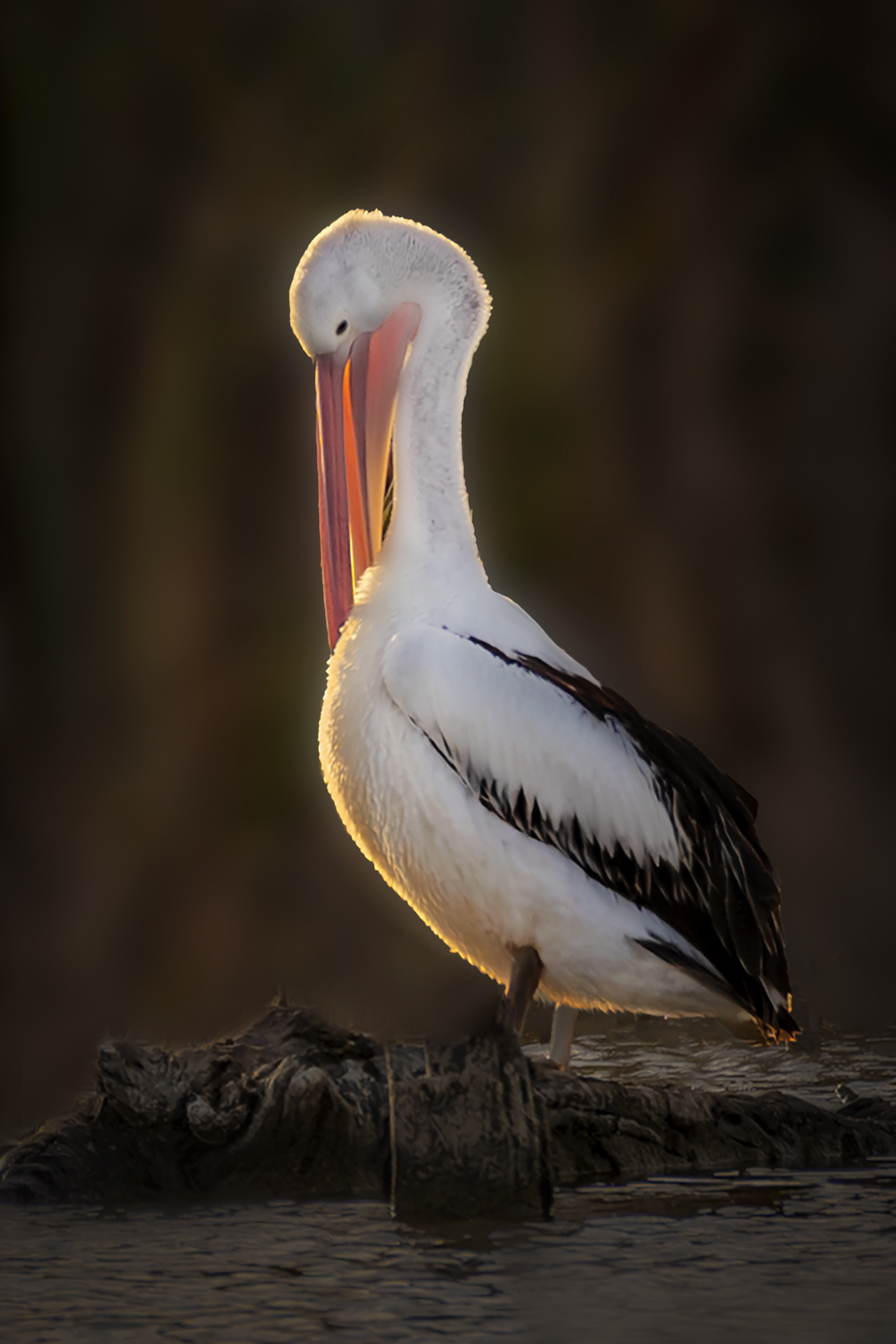 Preening in the Evening Light