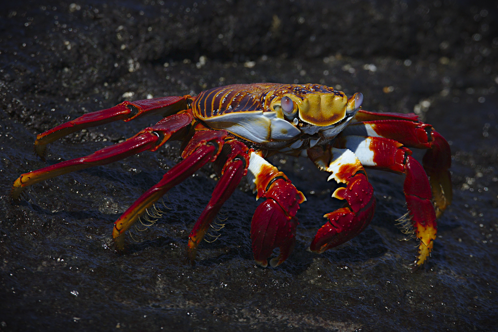 Red Crab