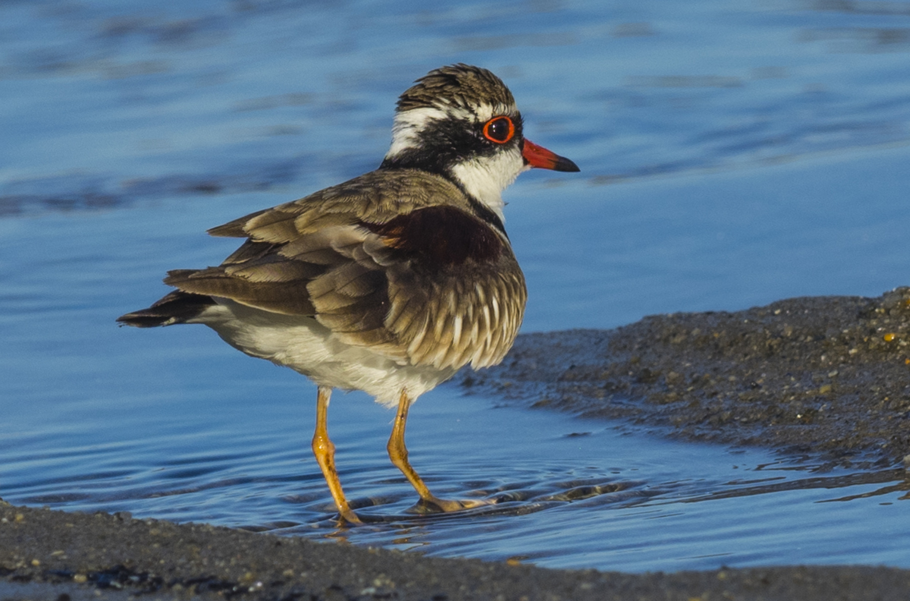 Black Fronted Dotterel