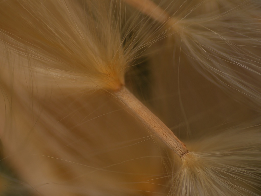 Desert Rose Seed