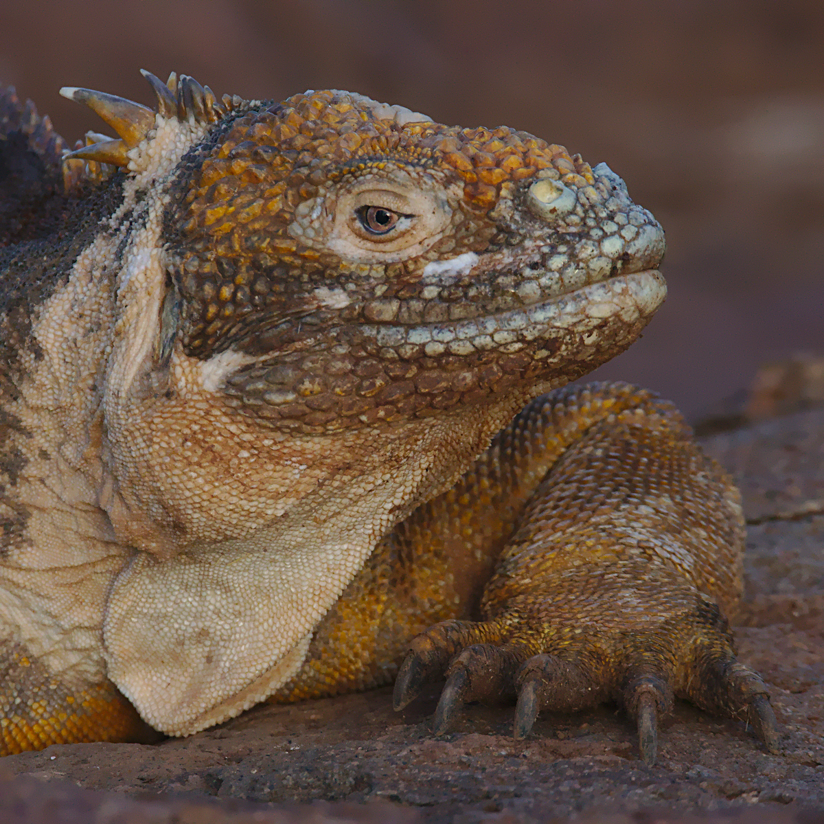 Iguana Close-Up