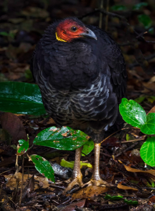 Bush Turkey