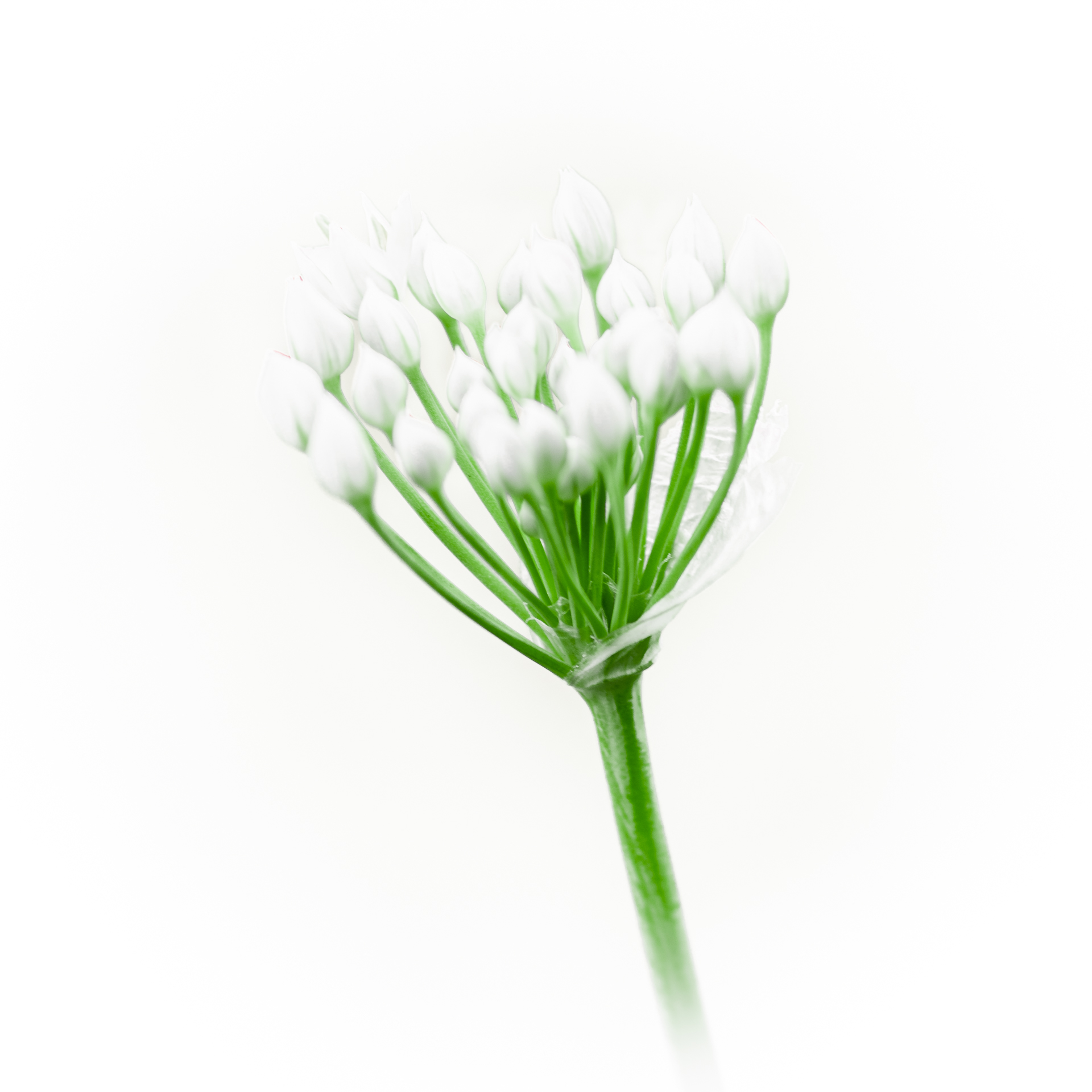 Chives