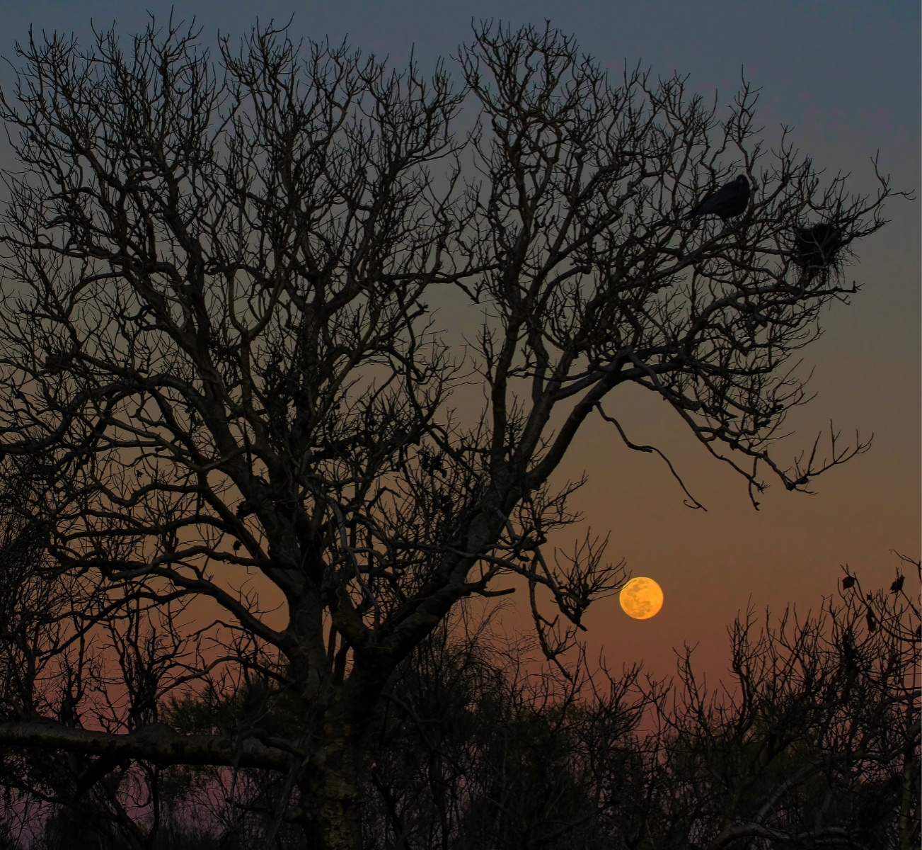 Bush at Dusk