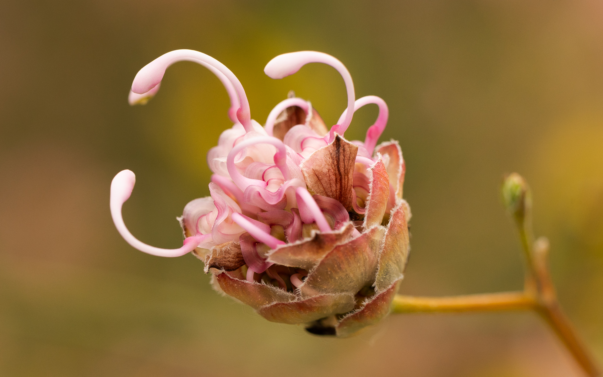 Flower with Tentacles