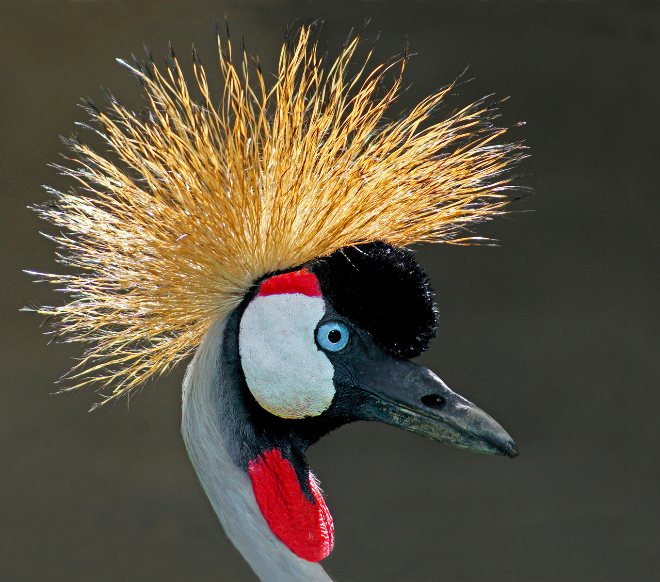 Wild Hair-do